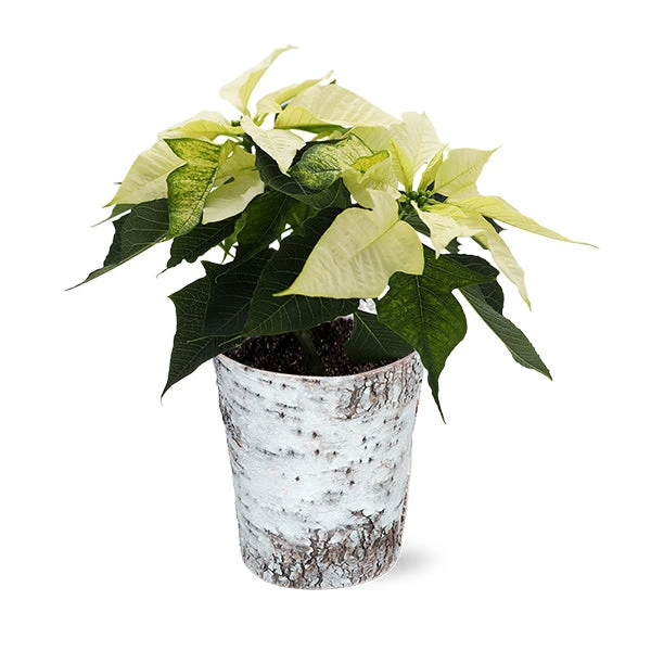 White Poinsettia In Birch Pot