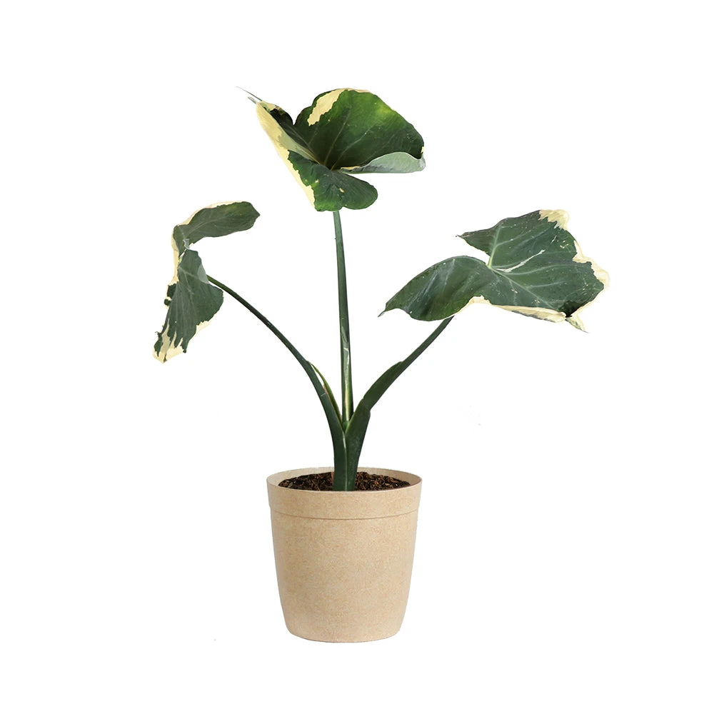 Mickey Mouse Alocasia (Alocasia Xanthosoma Variegata) - Image 8