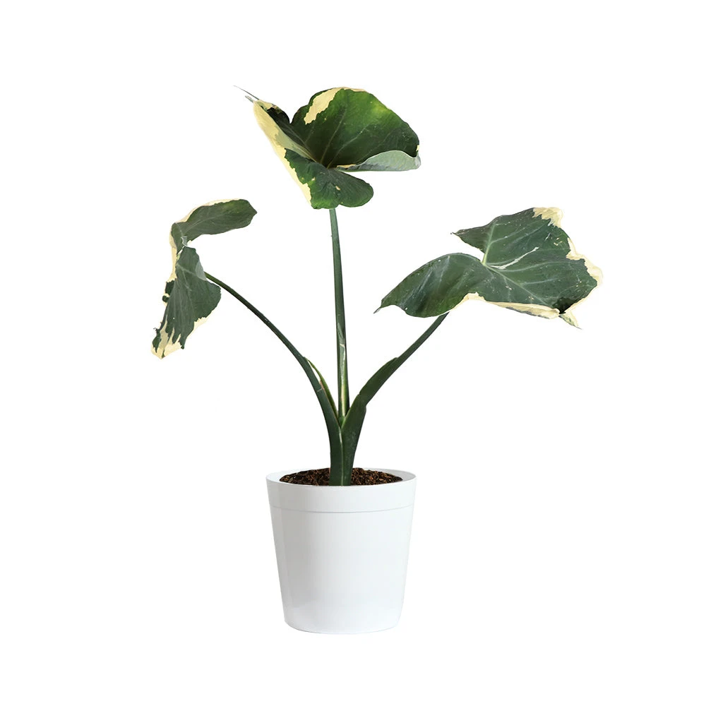 Mickey Mouse Alocasia (Alocasia Xanthosoma Variegata) - Image 9
