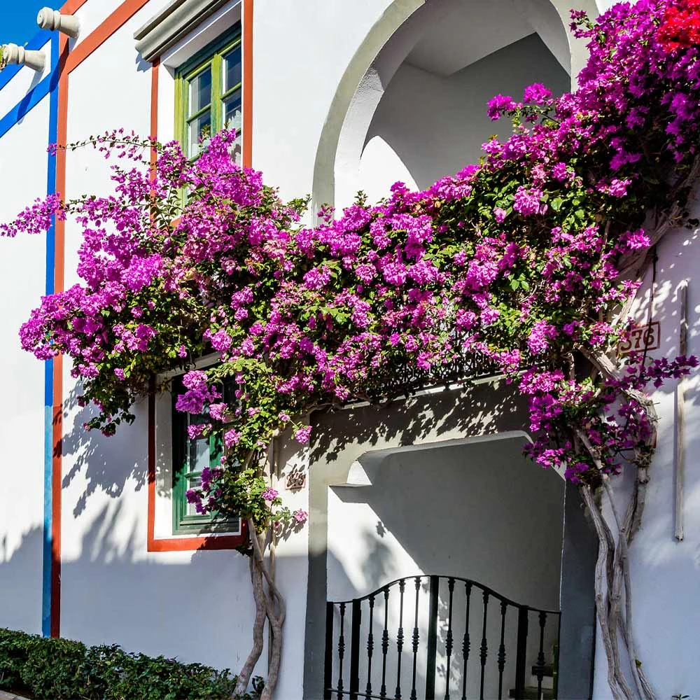 Alexandra Bougainvillea - Image 3