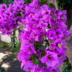 Alexandra Bougainvillea