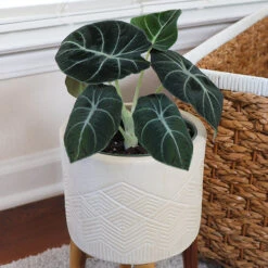 Alocasia Black Velvet