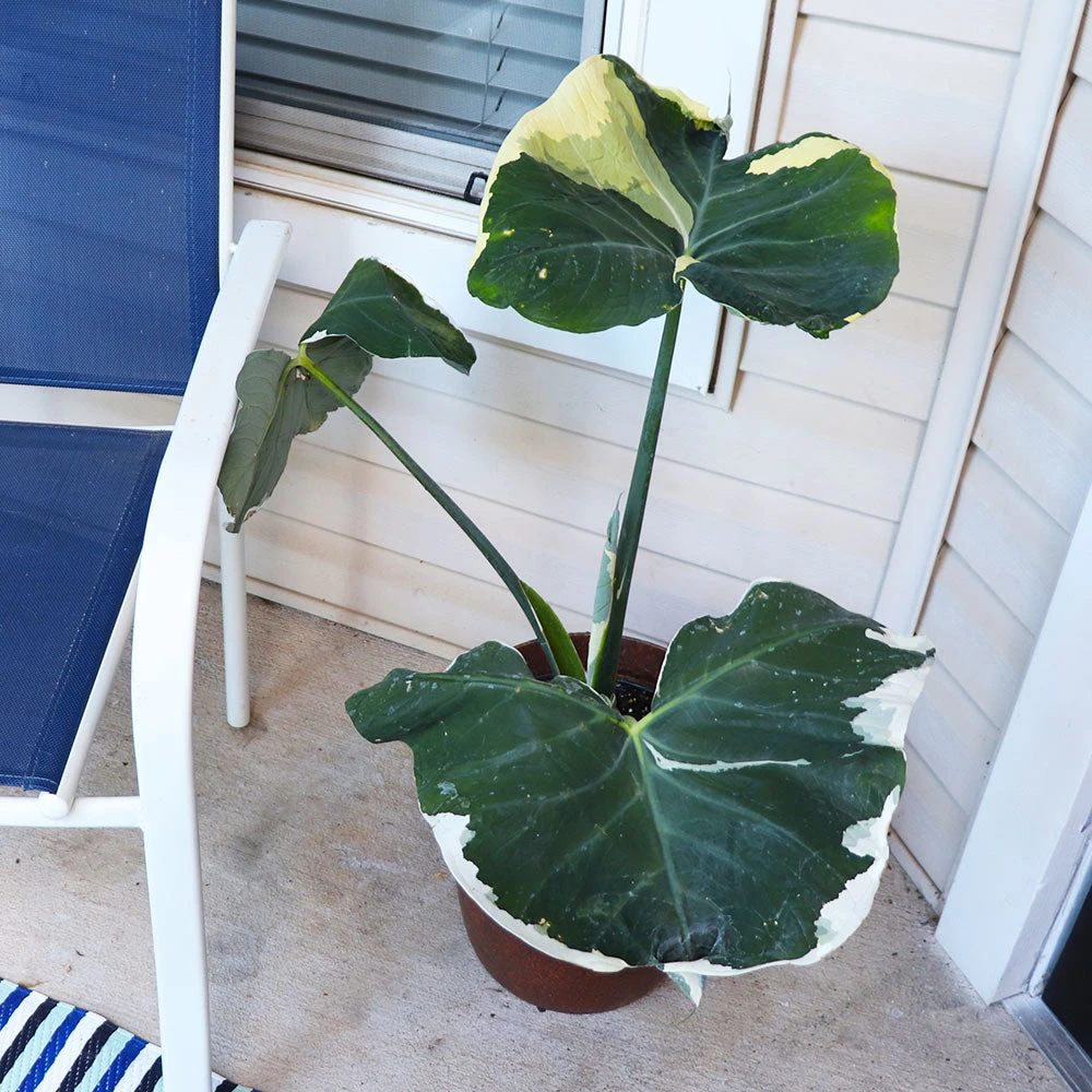 Mickey Mouse Alocasia (Alocasia Xanthosoma Variegata) - Image 4
