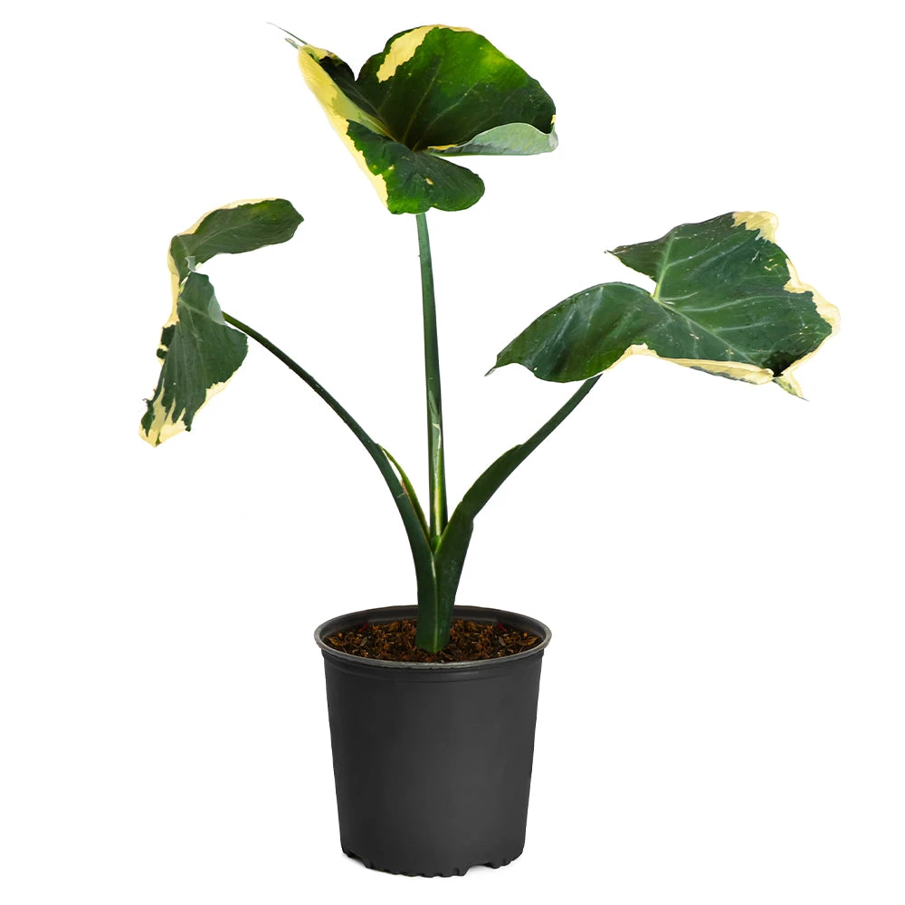 Mickey Mouse Alocasia (Alocasia Xanthosoma Variegata) - Image 7