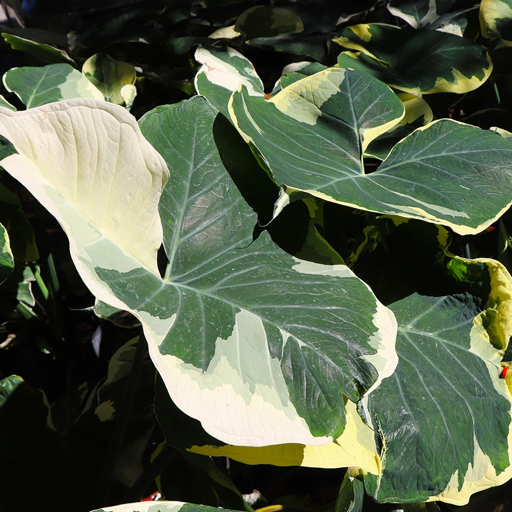 Mickey Mouse Alocasia (Alocasia Xanthosoma Variegata) - Image 2