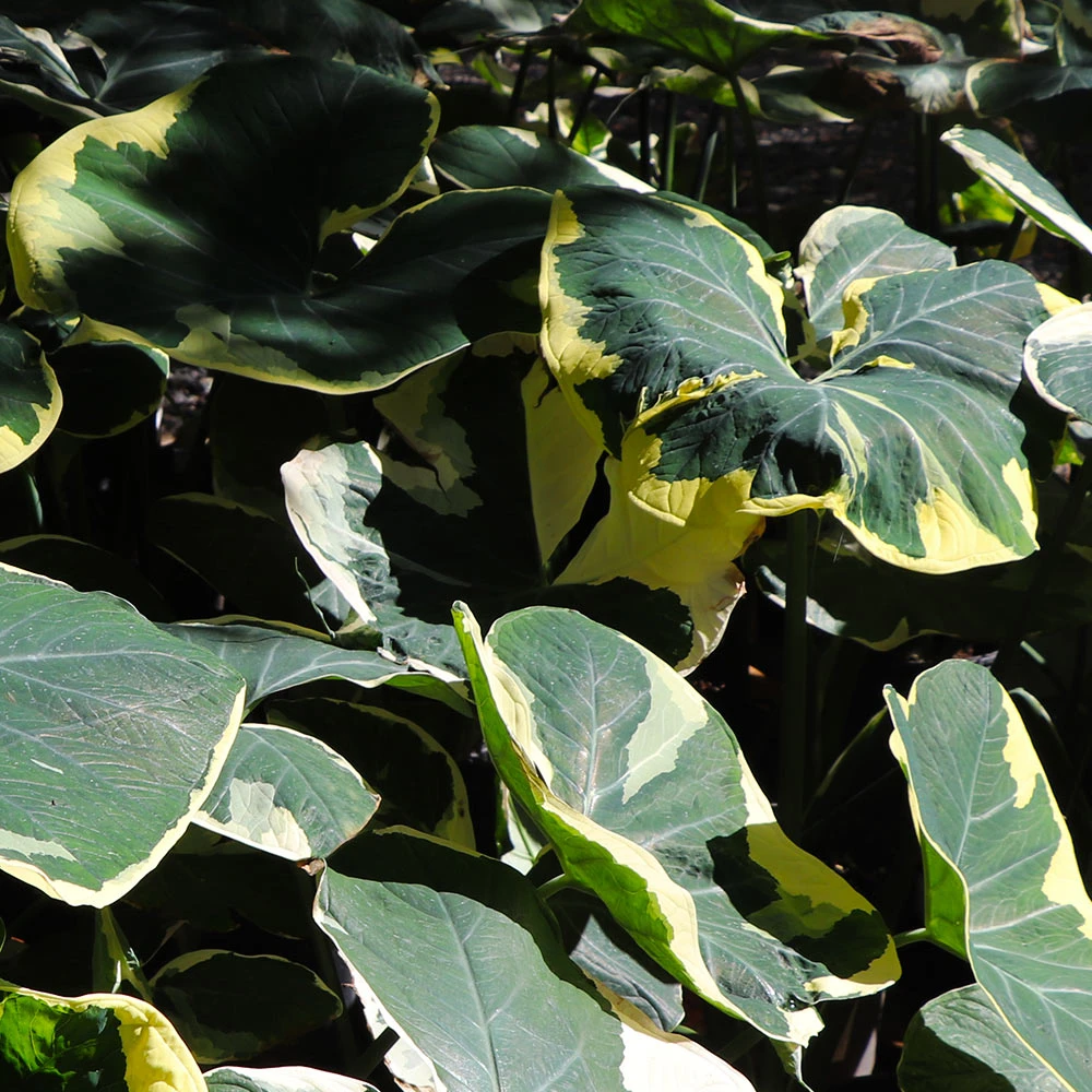 Mickey Mouse Alocasia (Alocasia Xanthosoma Variegata) - Image 5