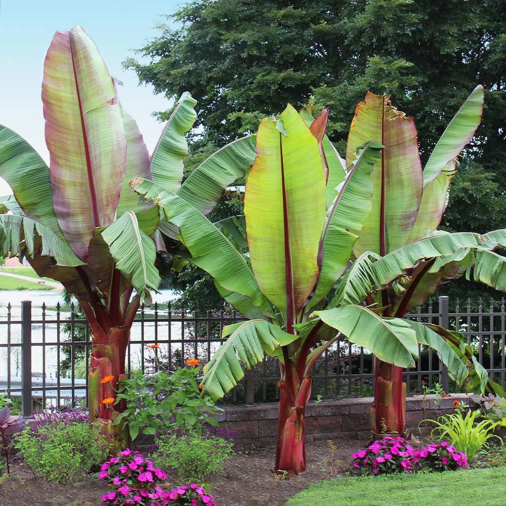 Red Abyssinian Banana Tree - Image 2