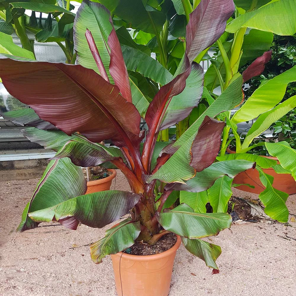 Red Abyssinian Banana Tree - Image 3