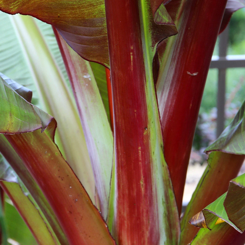 Red Abyssinian Banana Tree - Image 4
