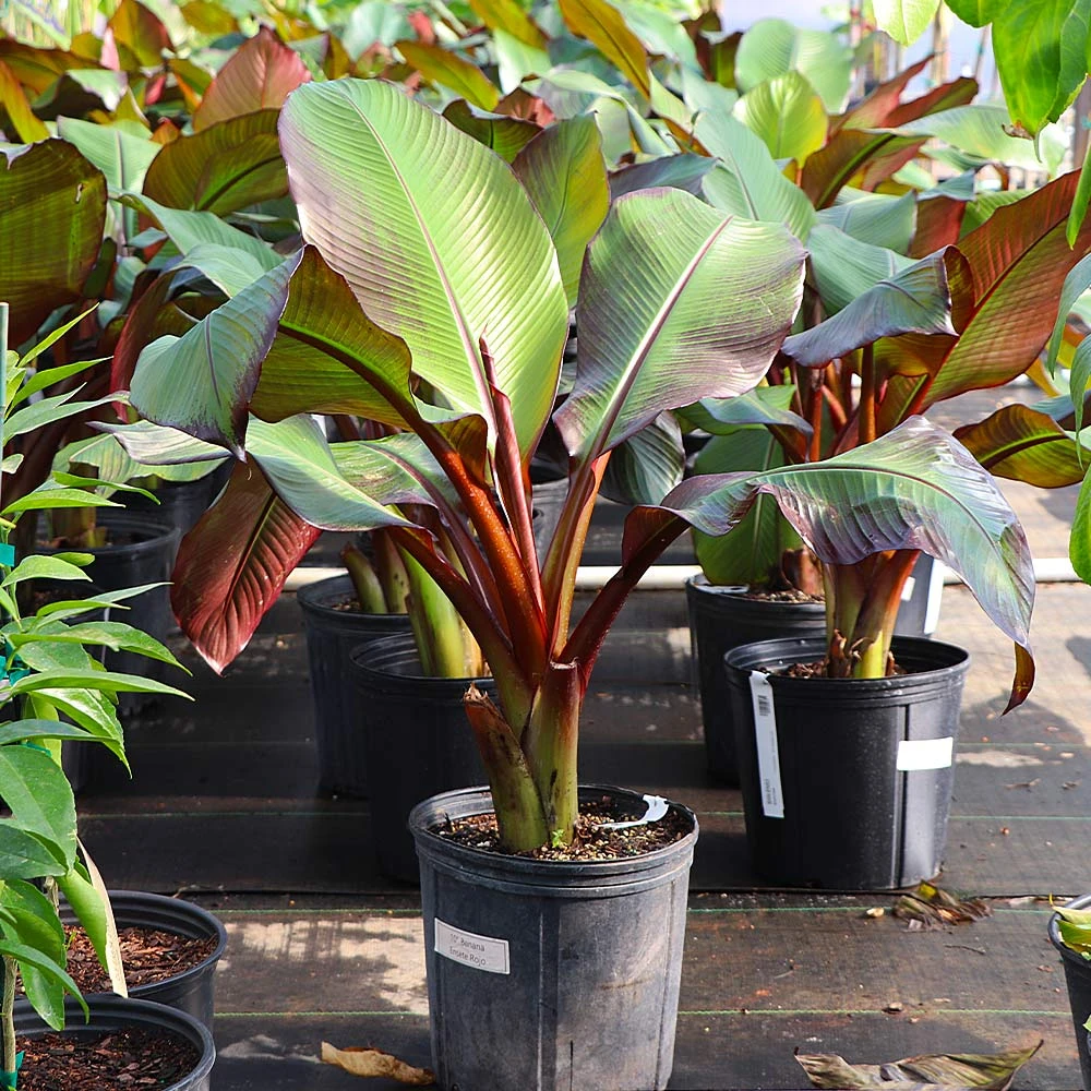 Red Abyssinian Banana Tree - Image 5
