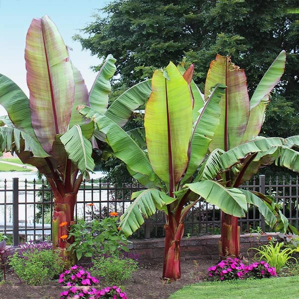 Red Abyssinian Banana Tree