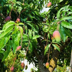 Alphonso Mango Tree