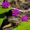 American Beautyberry