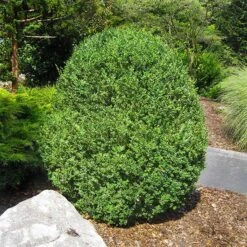 American Boxwood Shrub