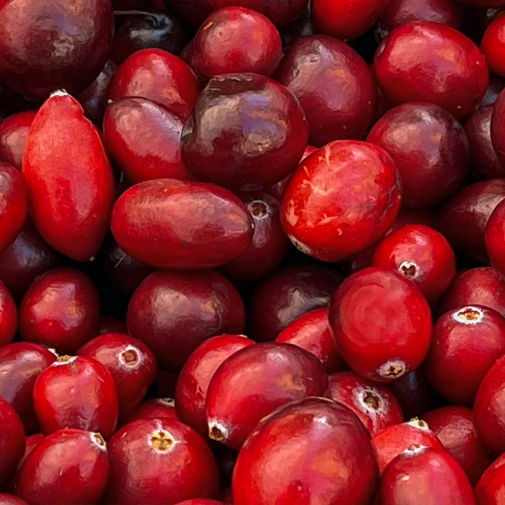 American Cranberry Bush - Image 4