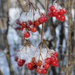 American Cranberry Bush