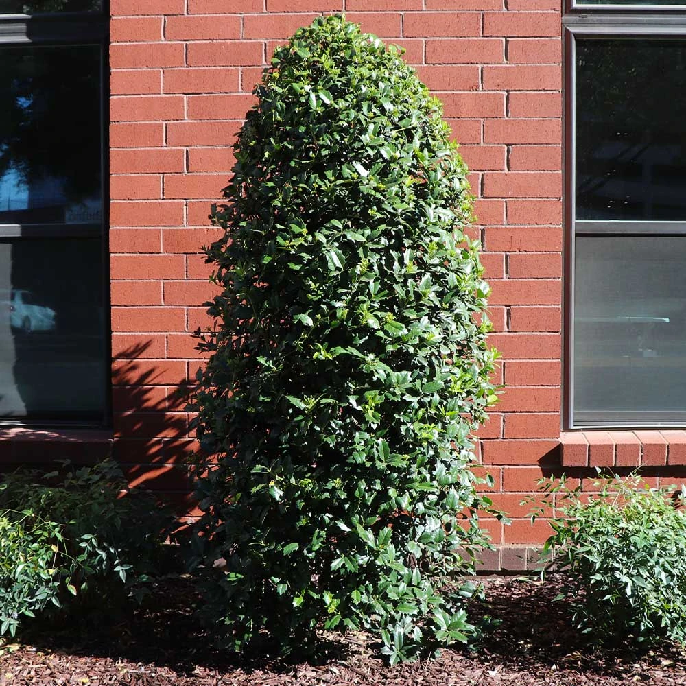 Greenleaf American Holly Shrub - Image 5