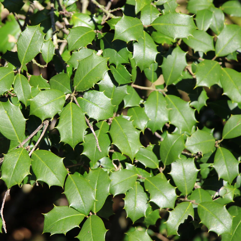 Greenleaf American Holly Shrub - Image 4