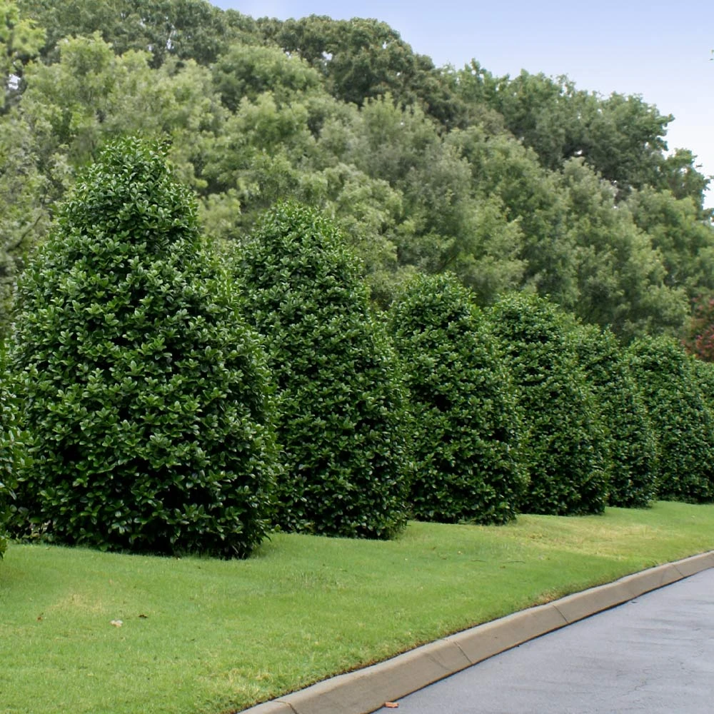 Greenleaf American Holly Shrub - Image 3