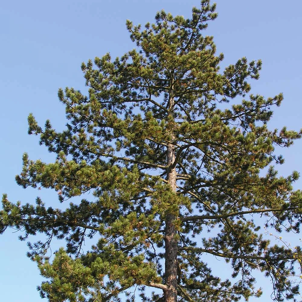 Austrian Pine Tree - Image 3