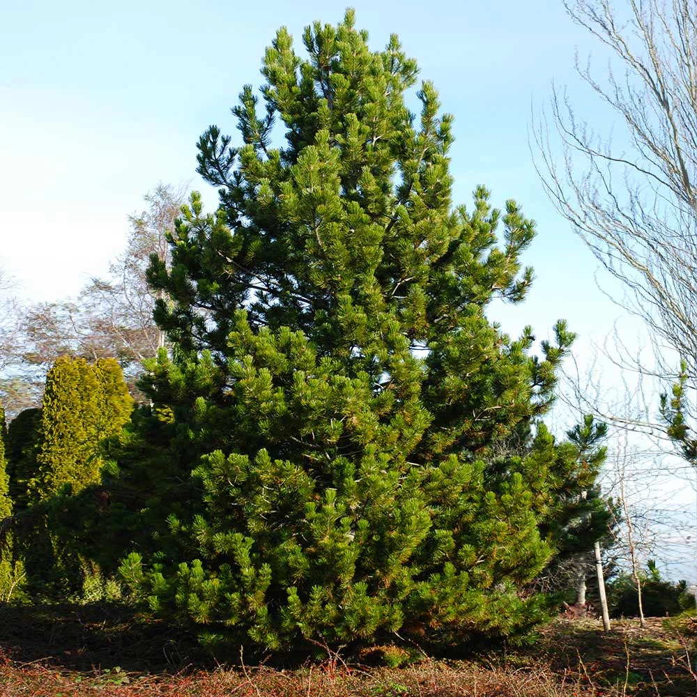 Austrian Pine Tree - Image 5