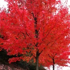 Autumn Blaze® Maple Tree