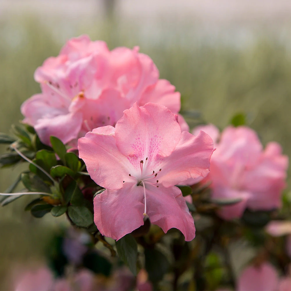Autumn Debutante® Encore® Azalea Shrub - Image 3