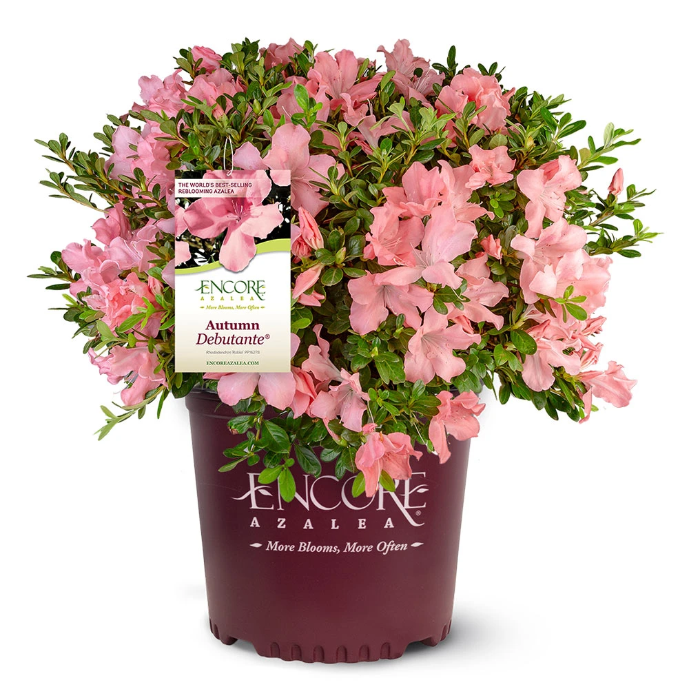 Autumn Debutante® Encore® Azalea Shrub - Image 5