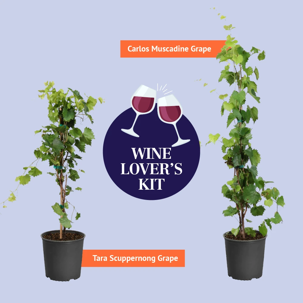 Wine Lover's Kit - Image 3