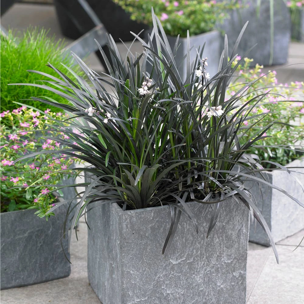 Black Mondo Grass - Image 3