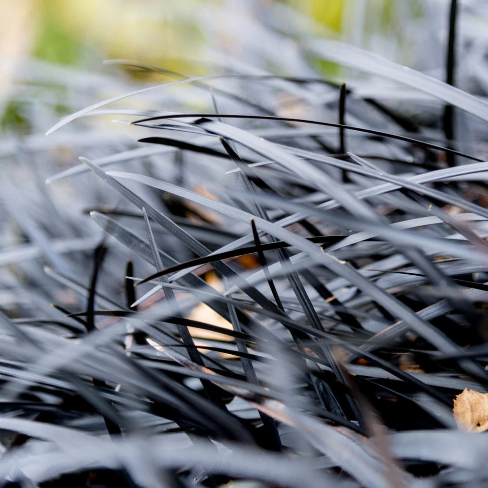 Black Mondo Grass - Image 4