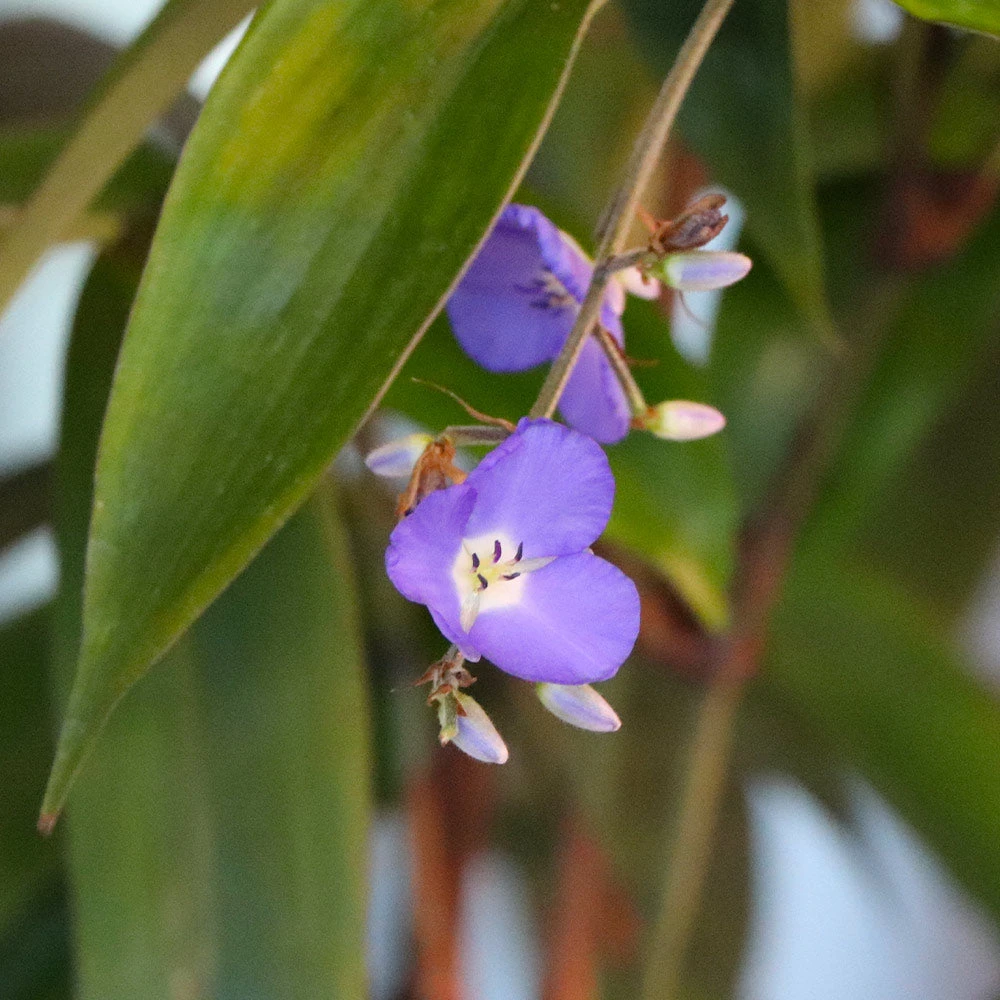 Weeping Blue Ginger Plant - Image 3