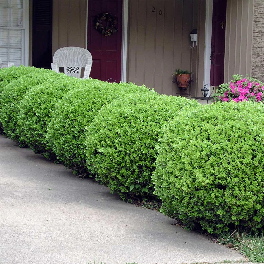 Baby Gem™ Boxwood Shrub - Image 5