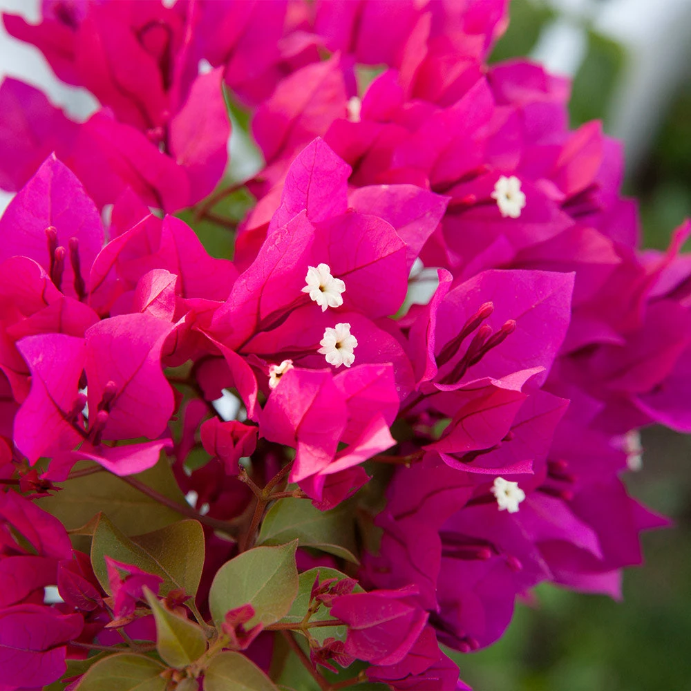 Barbara Karst Bougainvillea - Image 4