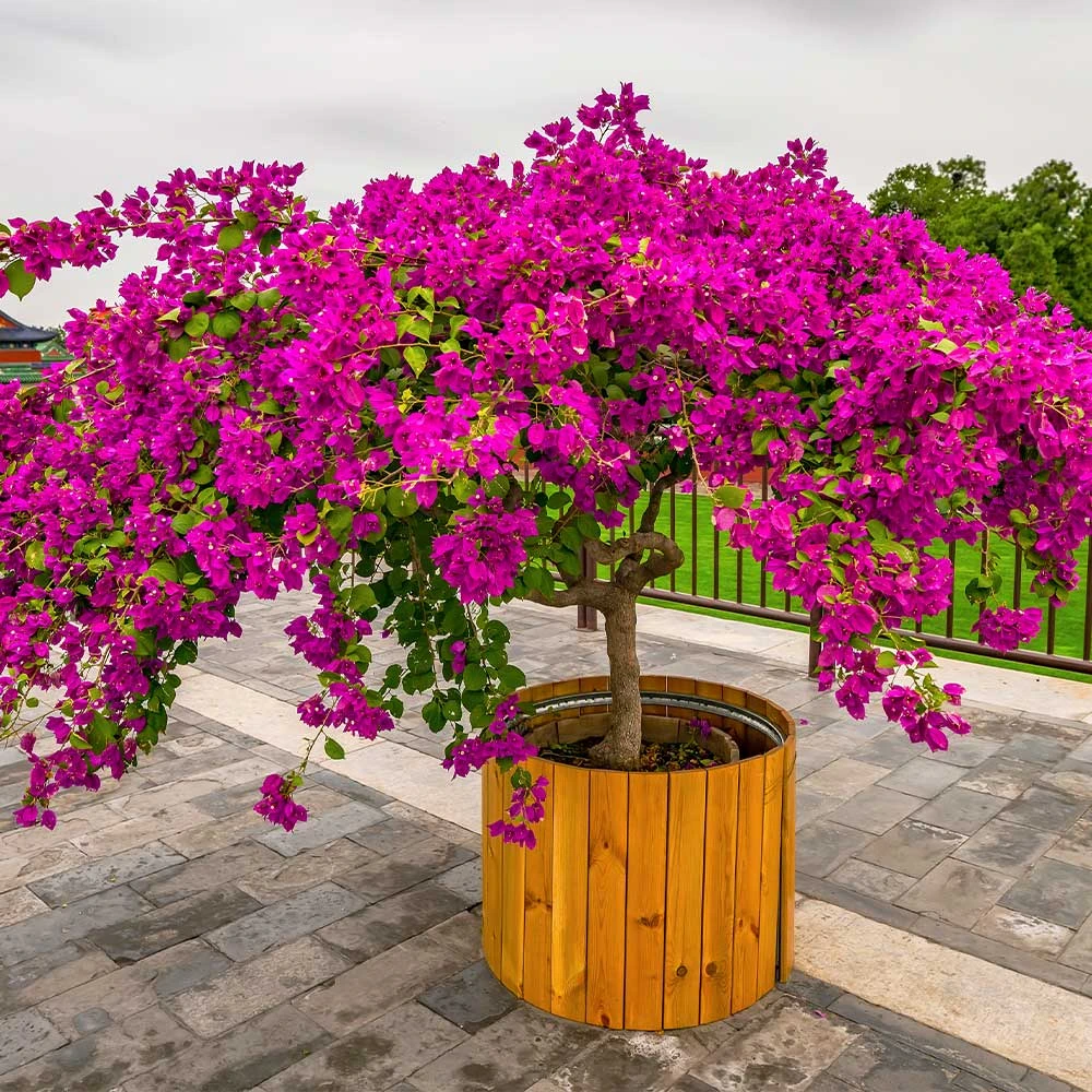 Barbara Karst Bougainvillea - Image 6