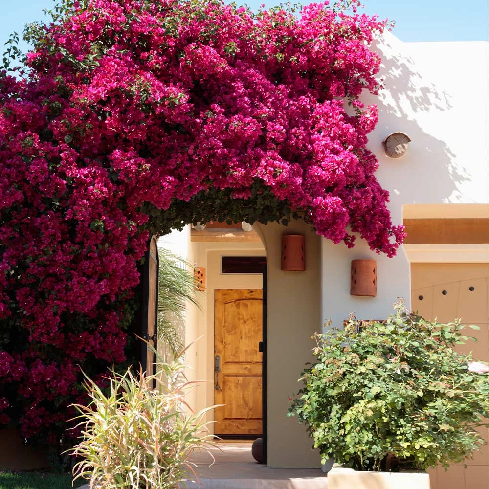 Barbara Karst Bougainvillea - Image 2