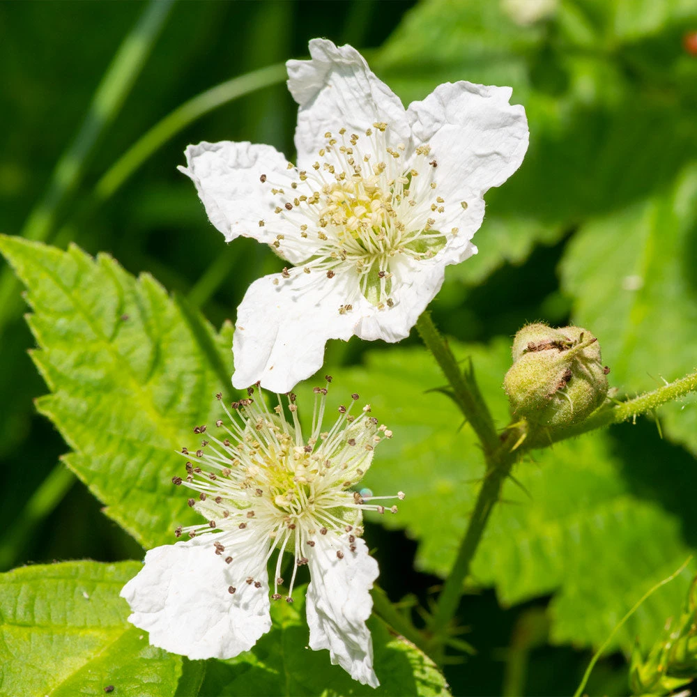 Black Satin Thornless Blackberry - Image 3