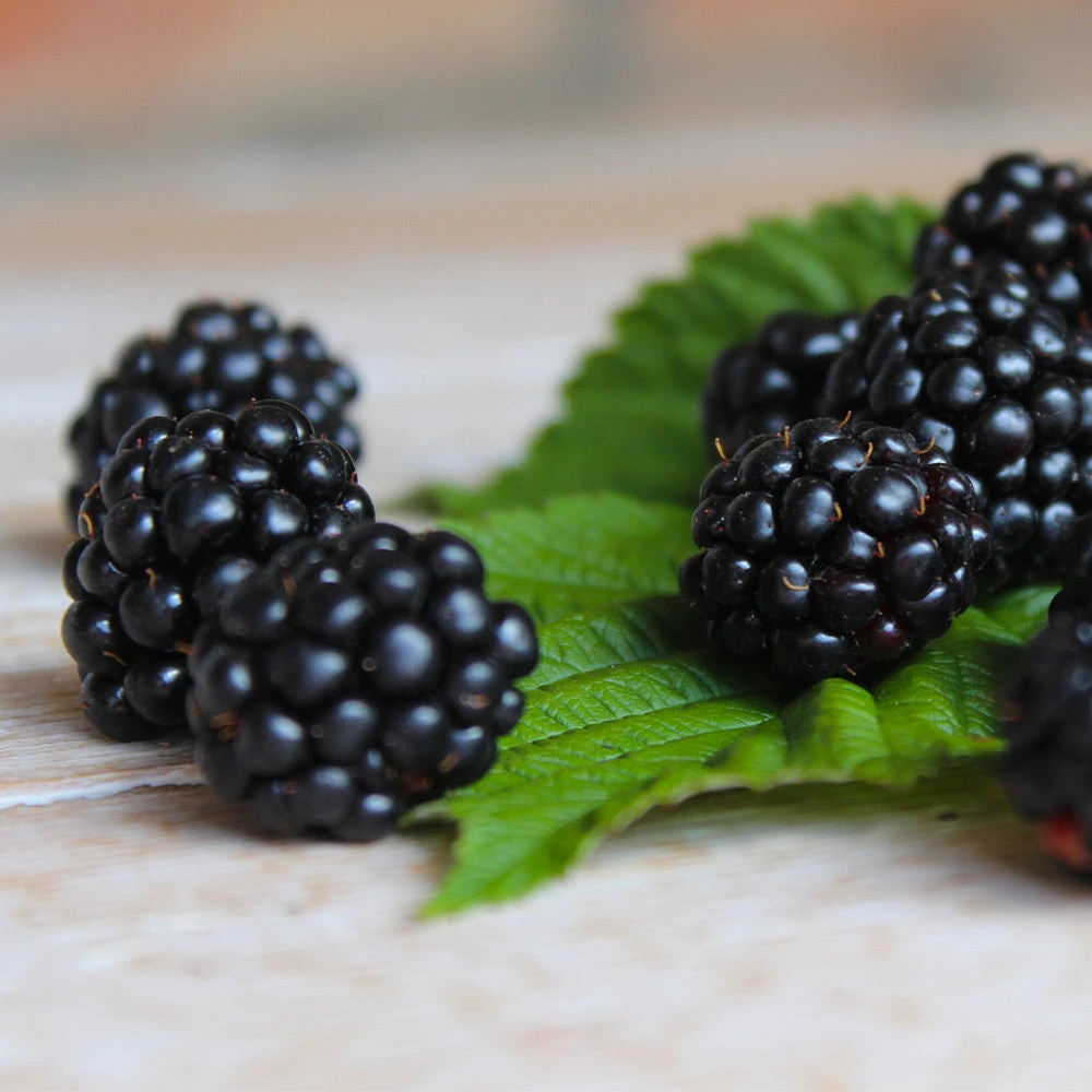 Black Satin Thornless Blackberry - Image 4