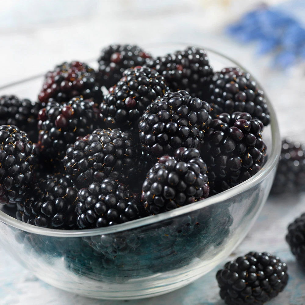 Black Satin Thornless Blackberry - Image 5