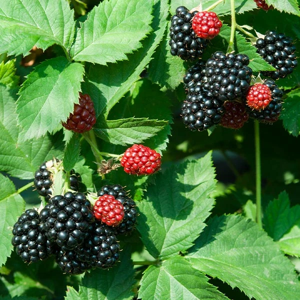 Black Satin Thornless Blackberry