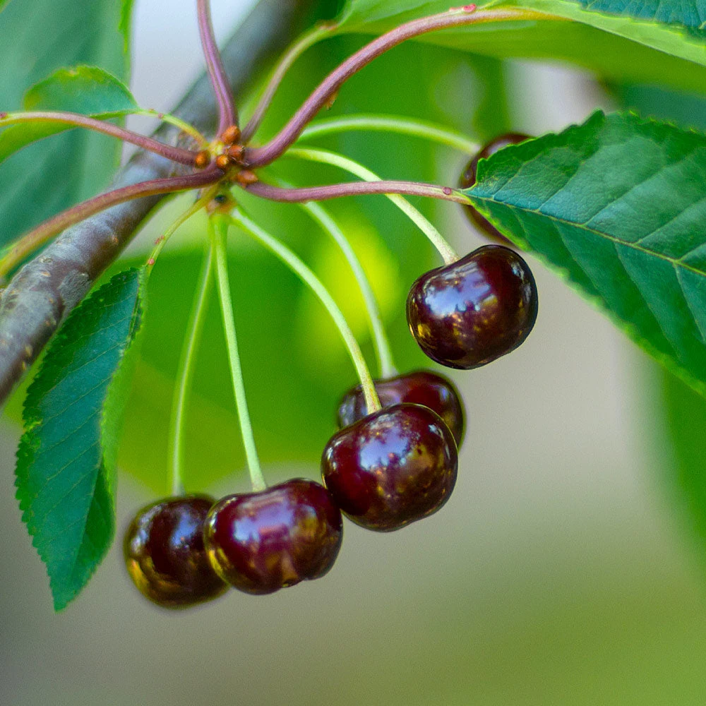 Dwarf Black Tartarian Cherry Tree - Image 3