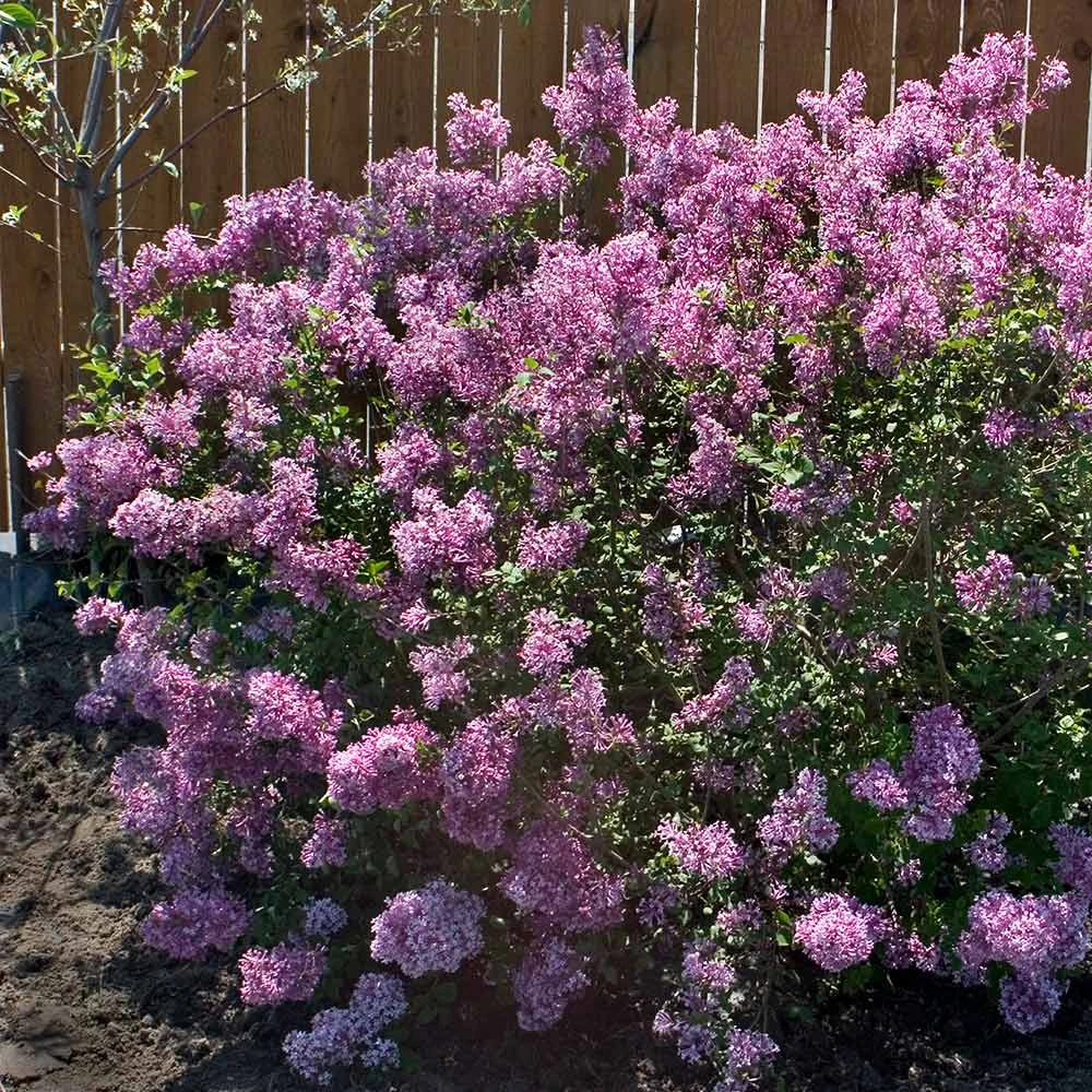 Bloomerang® Purple Reblooming Lilac Shrub - Image 2