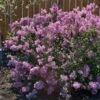 Bloomerang® Purple Reblooming Lilac Shrub