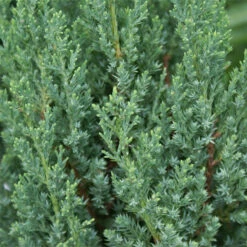 Blue Point Juniper Tree