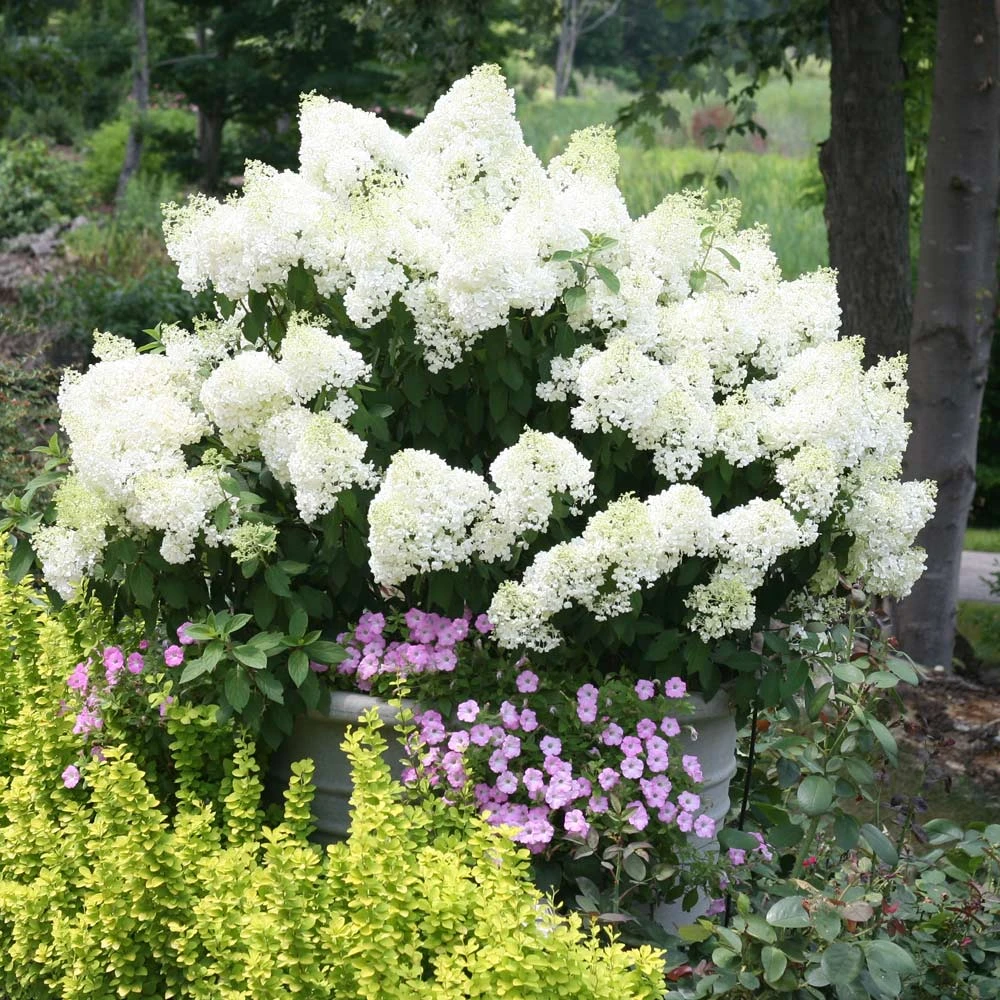 Bobo® Hydrangea Shrub - Image 2
