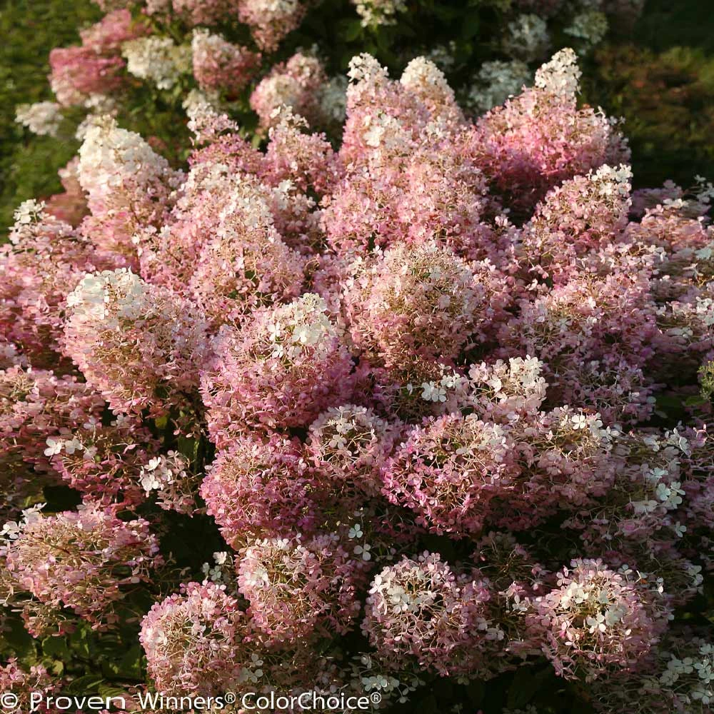 Bobo® Hydrangea Shrub - Image 3