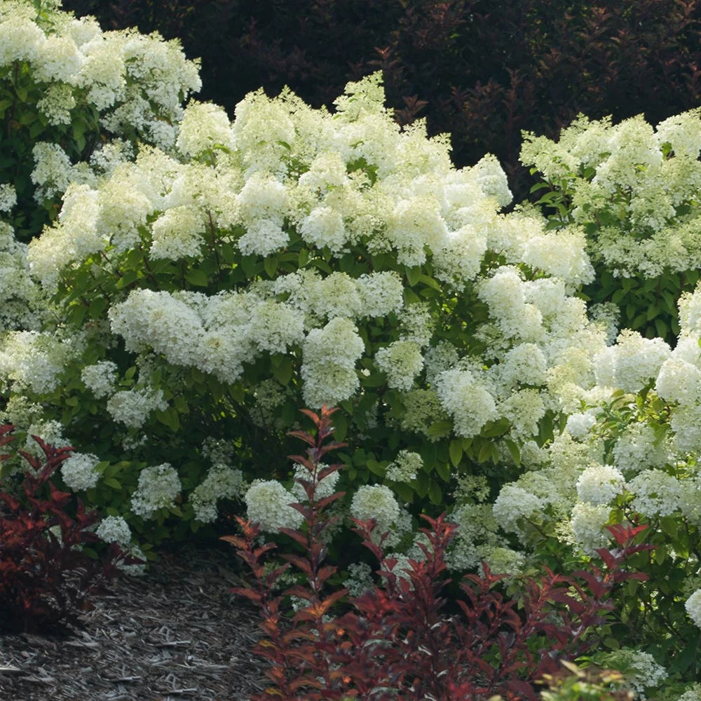 Bobo® Hydrangea Shrub - Image 4