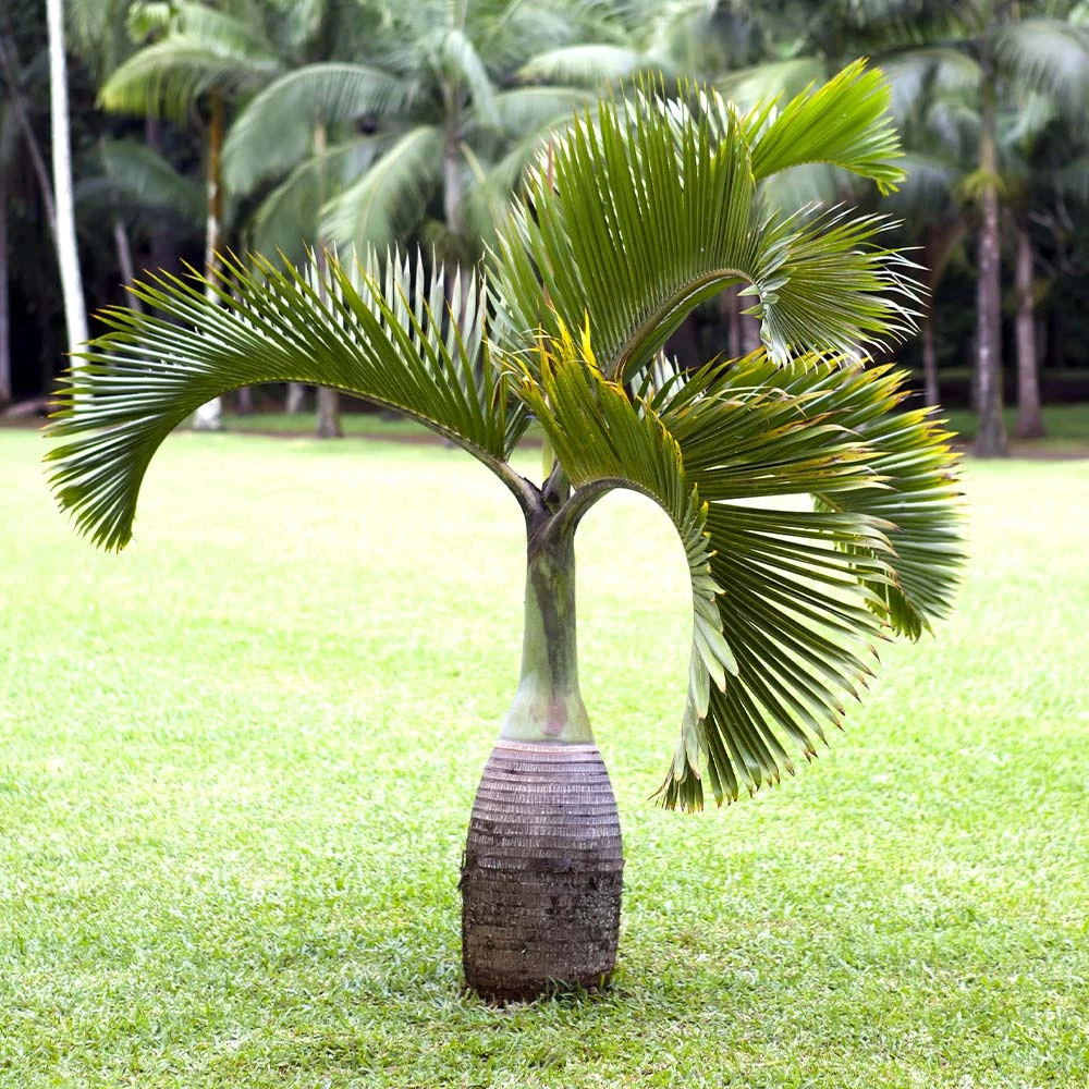 Bottle Palm Tree - Image 3