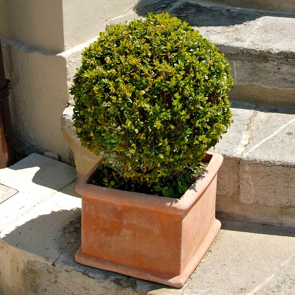 Titan Boxwood Shrub - Image 2