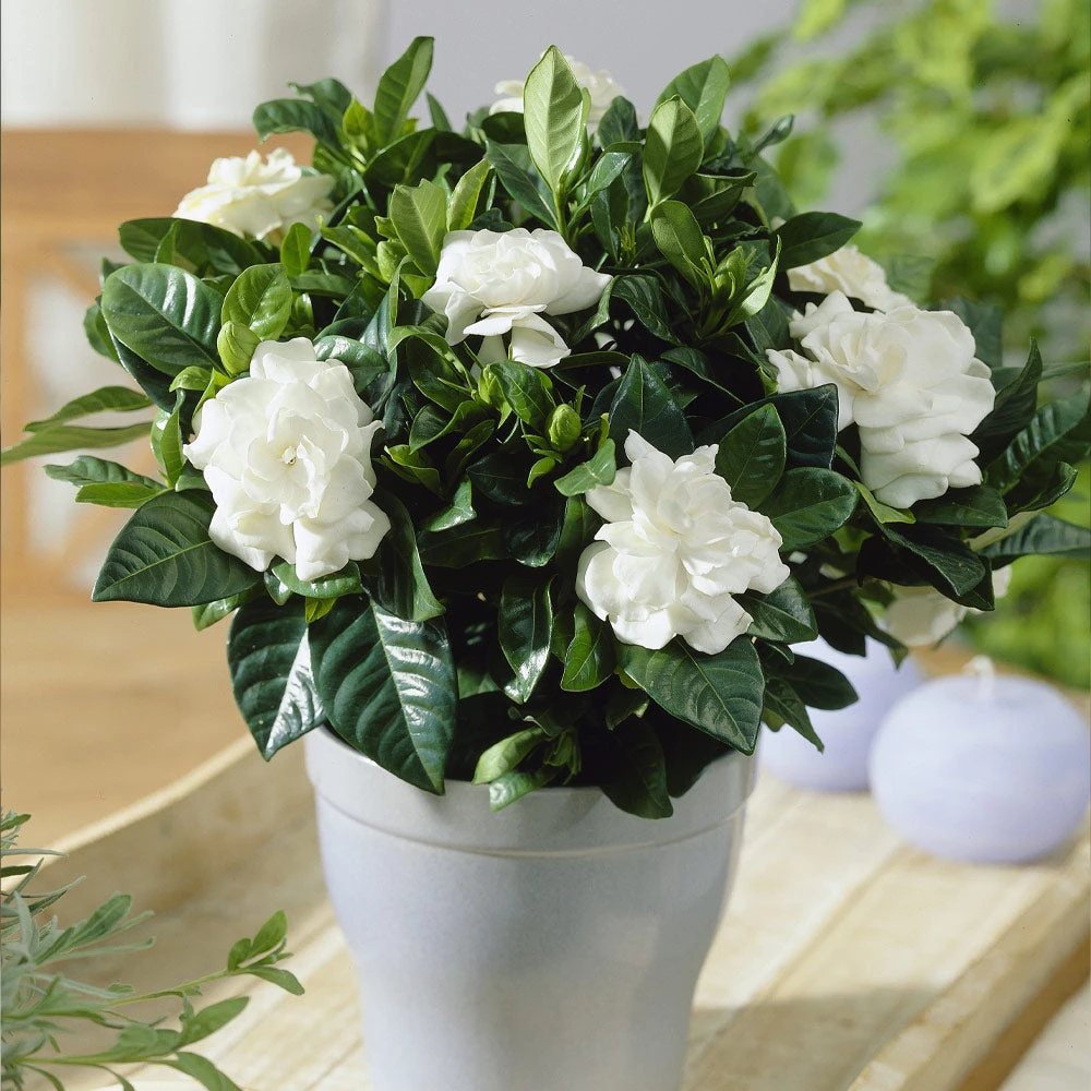 Buttons Gardenia Shrub - Image 2